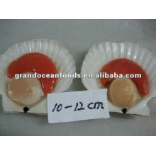 frozen scallops(half shell),IQF